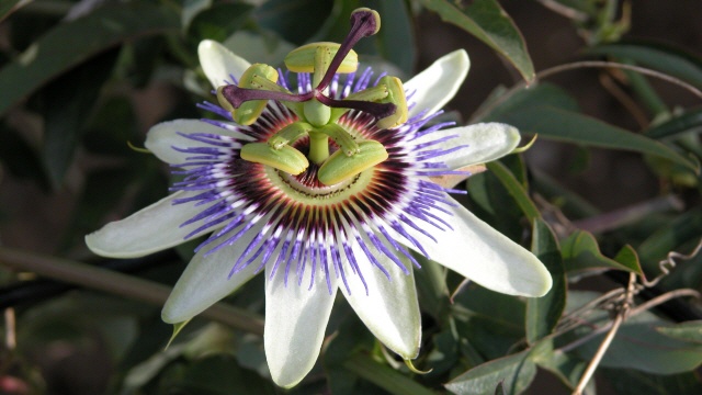 Heilpflanze Passionsblume